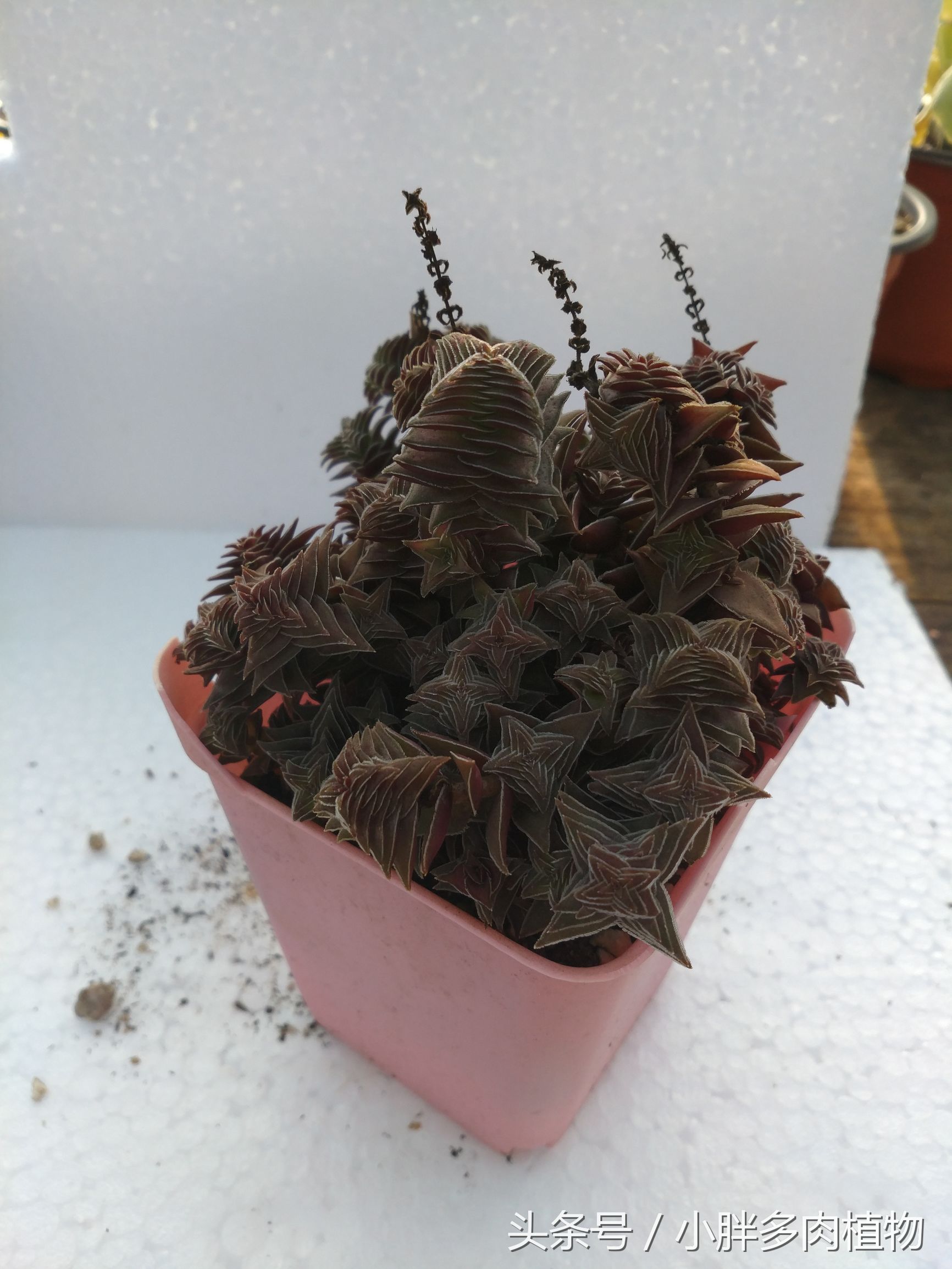 多肉植物茜之塔,多肉植物茜之塔锦