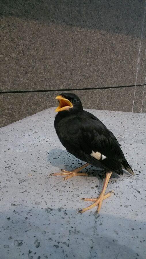 天下一场梦关于八哥的视频,天下一场梦的八哥在哪里买的