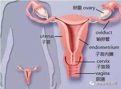 子宫内膜炎会引起子宫回声不均吗,子宫内膜炎原因中医解析