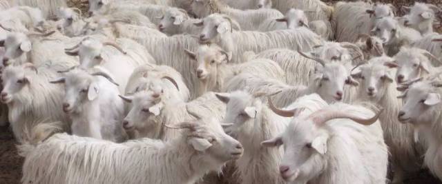 羊被剃毛后会死吗,羊毛剃光了羊会不会冷