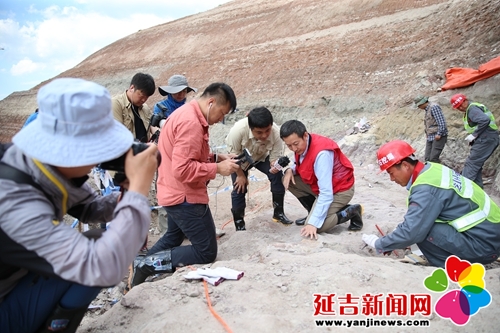 恐龙挖掘现场直播,恐龙化石发掘现场直播