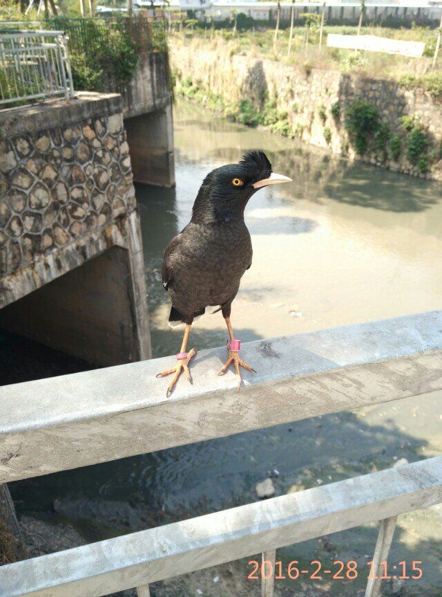 天下一场梦八哥说话视频,天下一场梦八哥完整视频