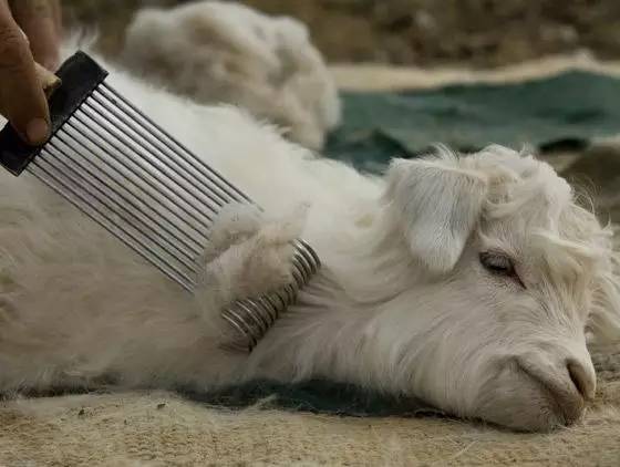 羊被剃毛后会死吗,羊毛剃光了羊会不会冷