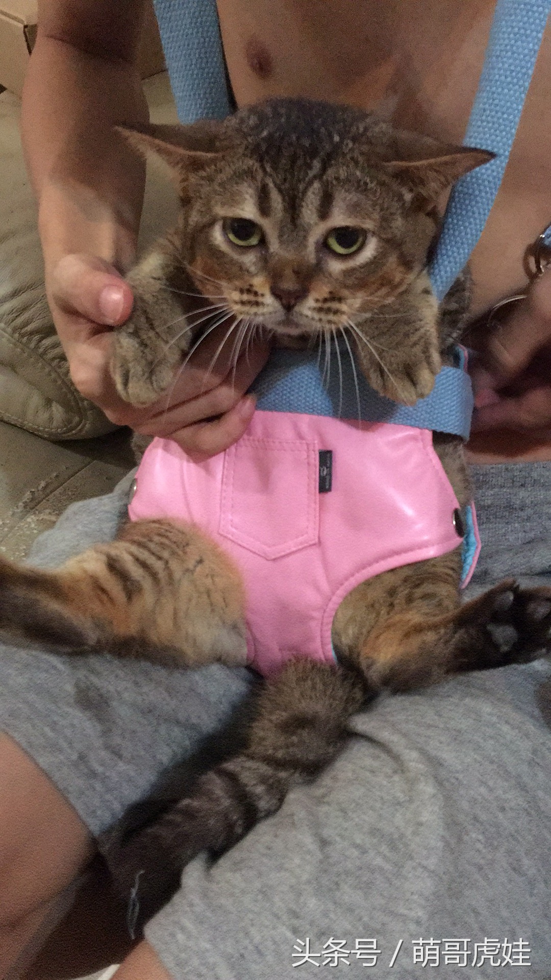 铲屎官在家门口捡到一只小猫,小猫被铲屎官的呼噜惊呆