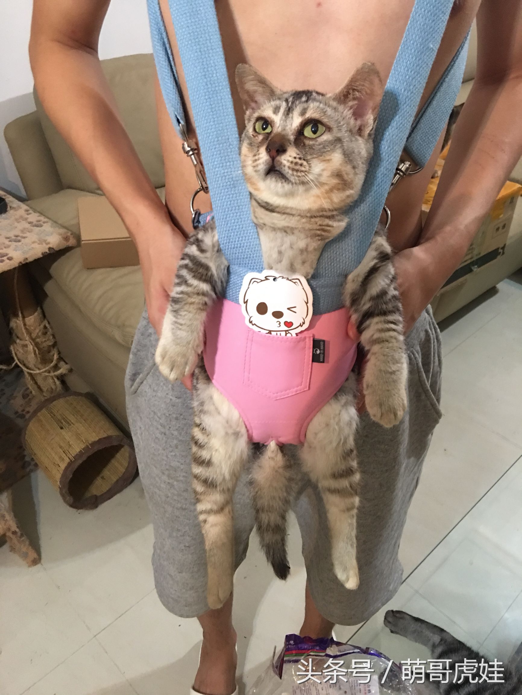 铲屎官在家门口捡到一只小猫,小猫被铲屎官的呼噜惊呆