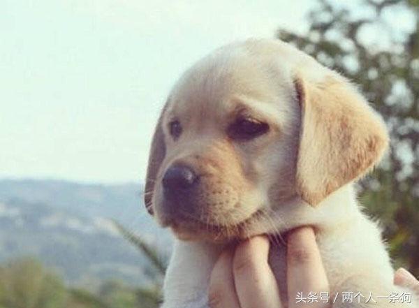 2000买的拉布拉多,2000块钱的拉布拉多