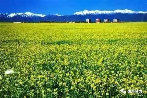 山丹军马场几月份最漂亮,山丹军马场特色