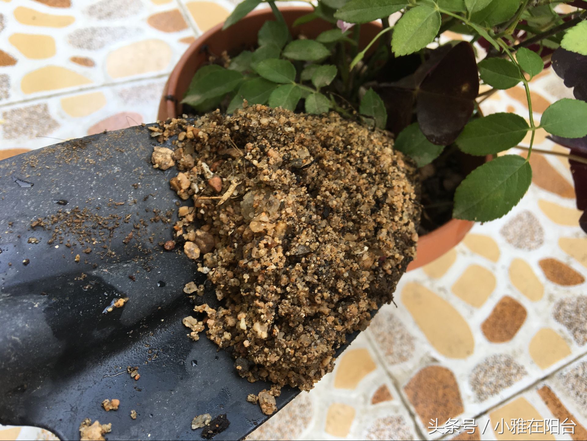 种花也要选对营养土,种花没有土只有沙子怎么办