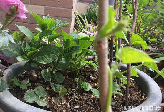 种花也要选对营养土,种花没有土只有沙子怎么办