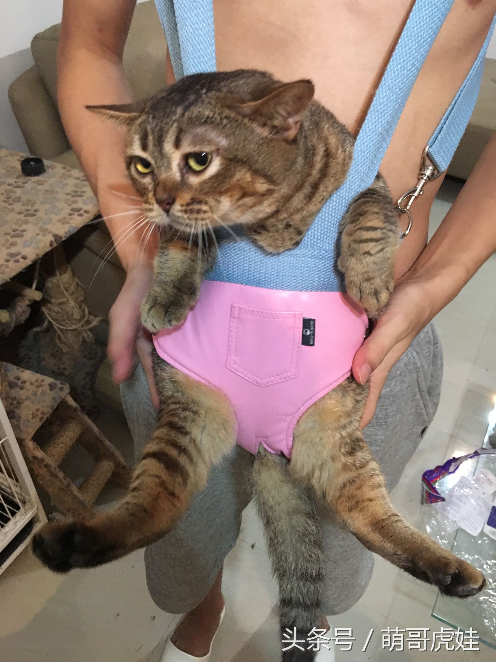 铲屎官在家门口捡到一只小猫,小猫被铲屎官的呼噜惊呆