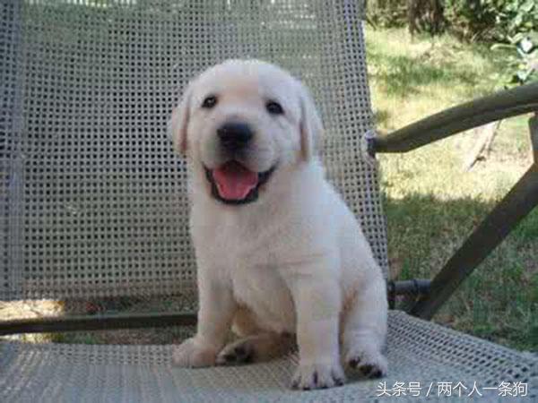 2000买的拉布拉多,2000块钱的拉布拉多