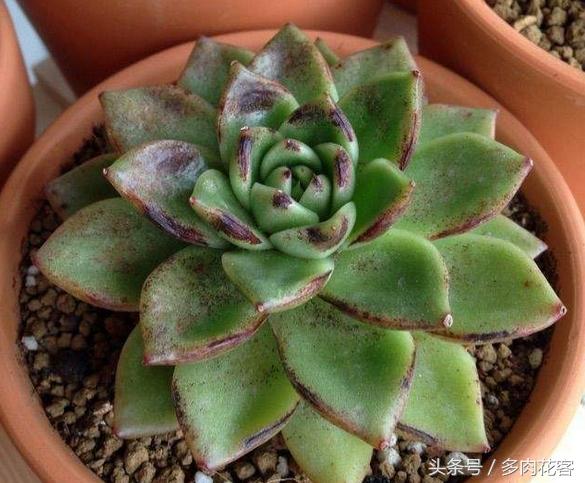 多肉植物怎么避免晒伤,多肉夏天如何防止晒伤