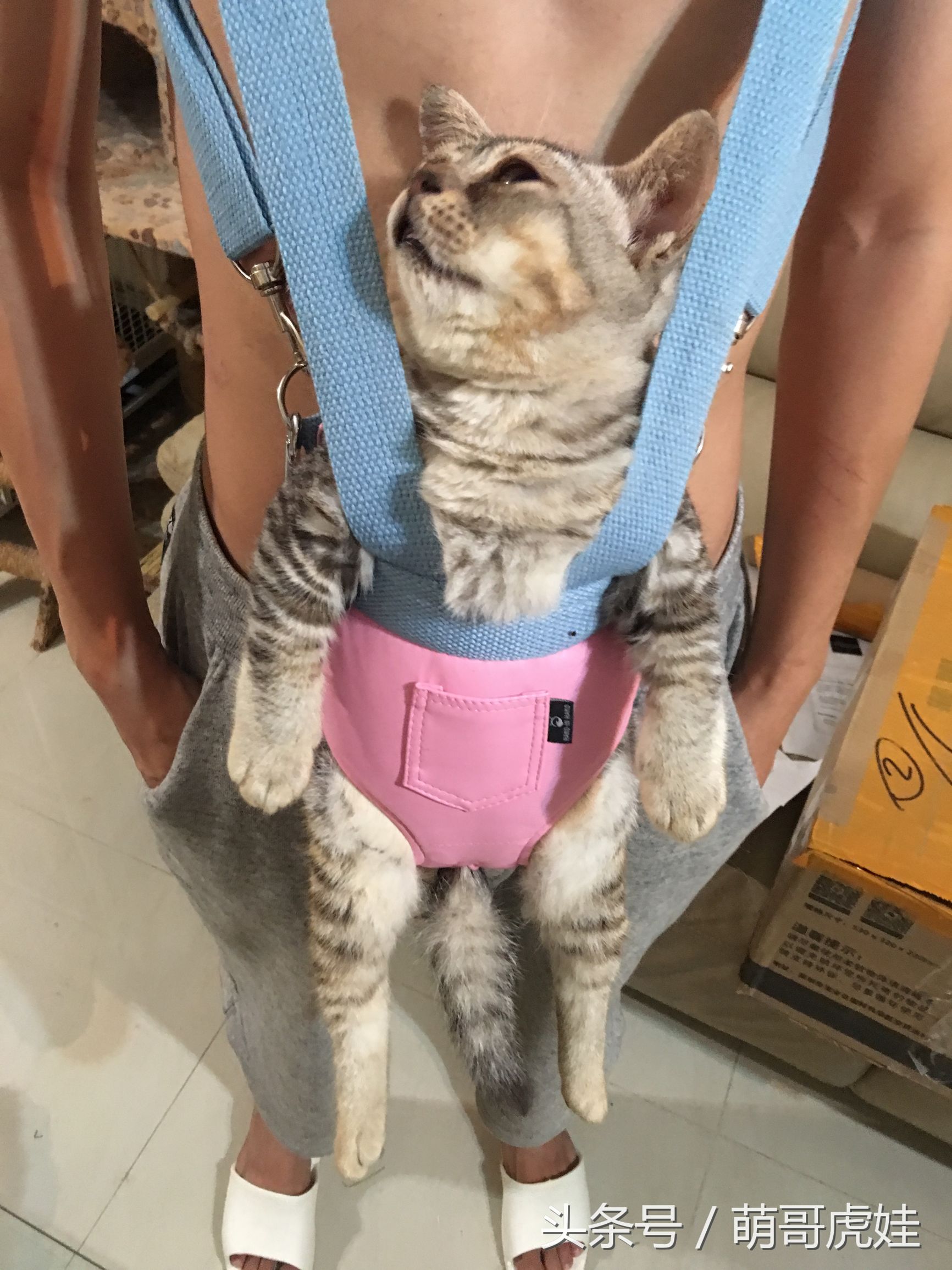 铲屎官在家门口捡到一只小猫,小猫被铲屎官的呼噜惊呆