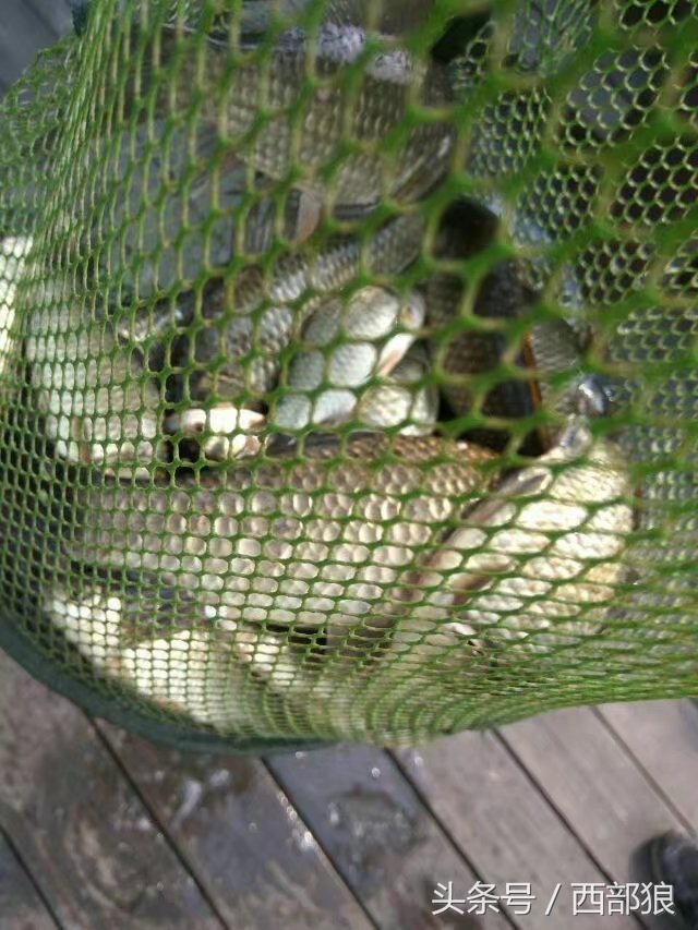 一斤多的黄丫头钓鱼视频,野塘钓黄刺鱼