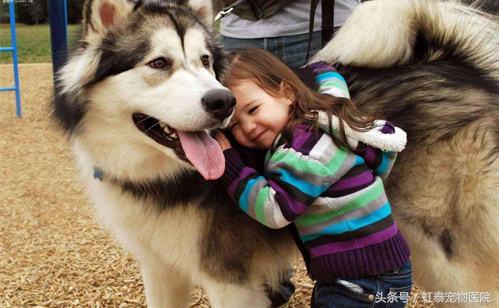 雪地三傻,狗界三傻之阿拉斯加