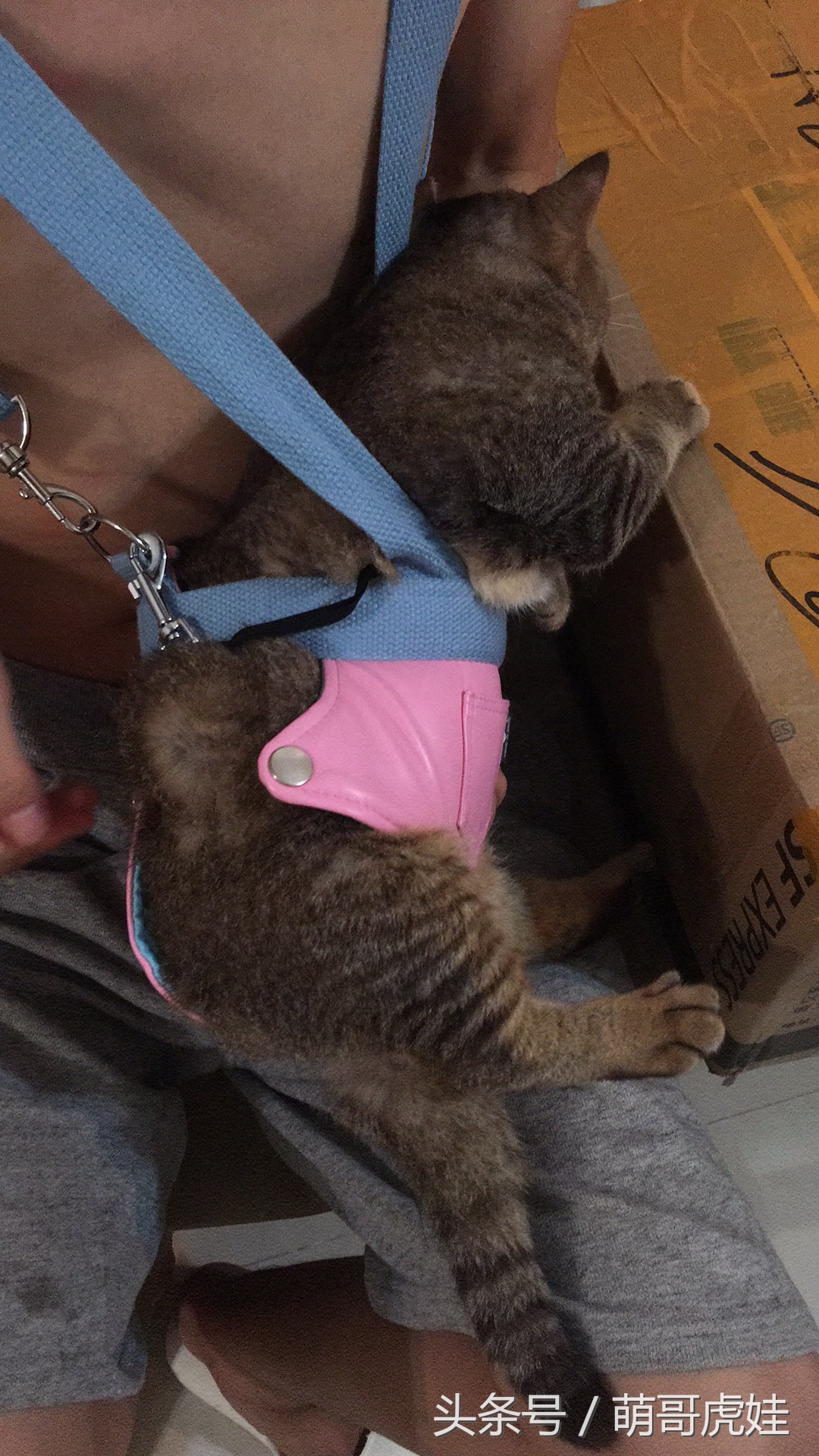 铲屎官在家门口捡到一只小猫,小猫被铲屎官的呼噜惊呆