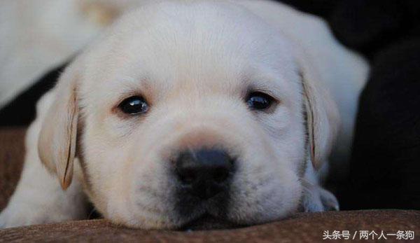 2000买的拉布拉多,2000块钱的拉布拉多