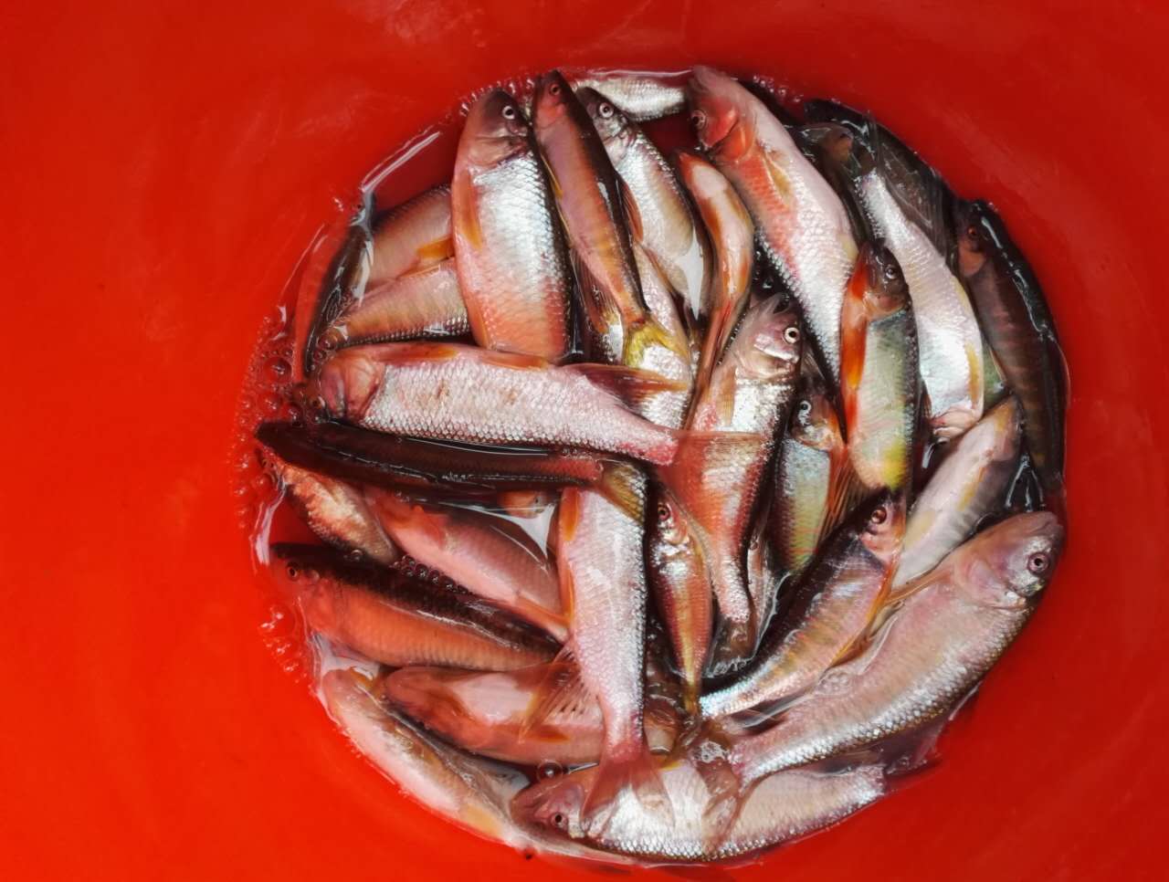 端午回老家钓到一条七星鱼竟然吐出了一条蛇！