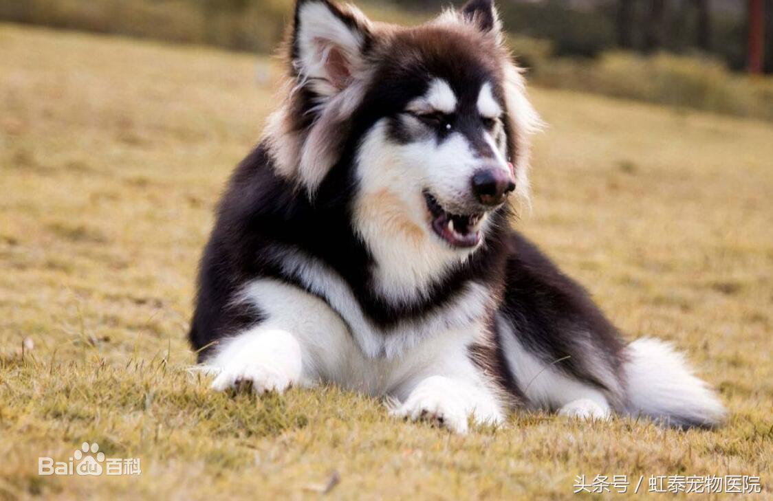 雪地三傻,狗界三傻之阿拉斯加