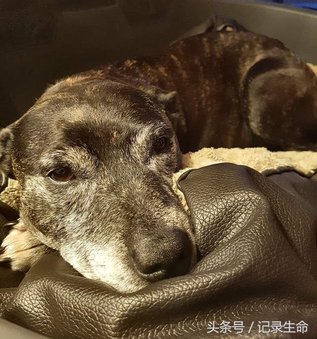 主人离开后狗狗情绪低落,主人出差狗狗大哭