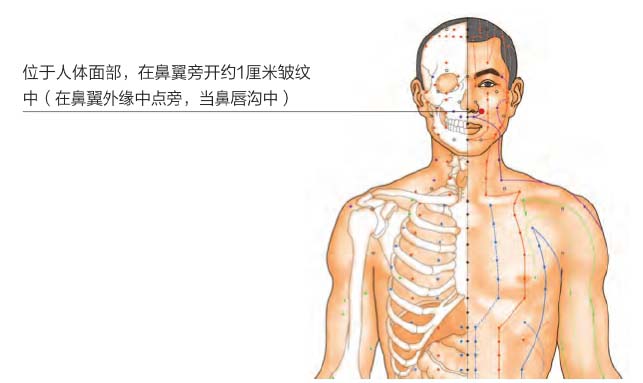 鼻通穴和迎香穴分别在哪个位置,鼻塞的穴位及取穴方法