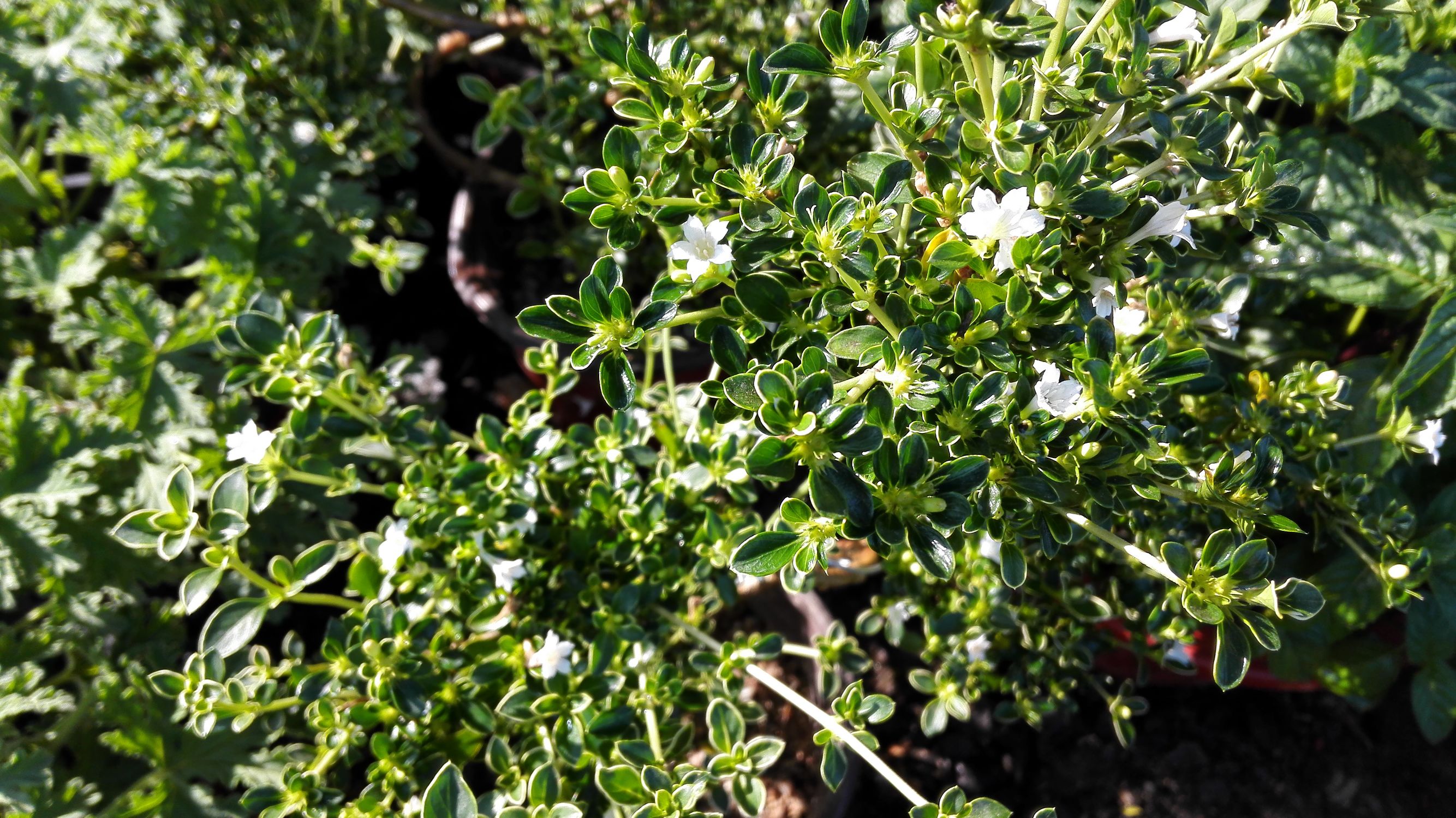 晋剧六月雪斩窦娥全场,小沈阳六月雪斩窦娥全剧