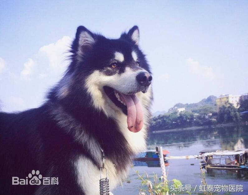 雪地三傻,狗界三傻之阿拉斯加