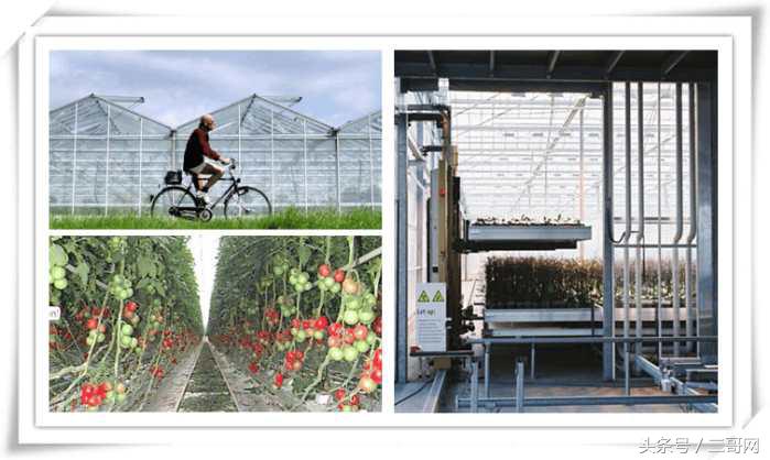 父亲节送什么营养品最好,父亲节送啥都不如送健康