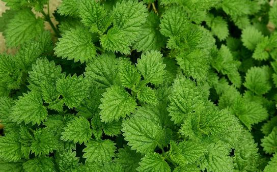 农村治虫最好方法,古老的驱虫方法