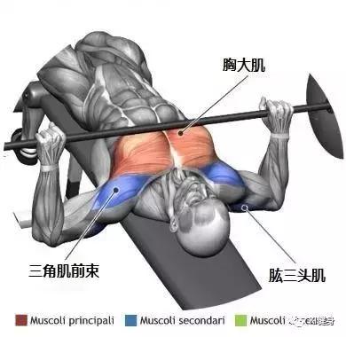 杠铃卧推胸肌外沿有发力感,平板杠铃卧推怎么找发力感