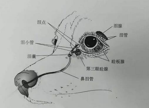 为何它眼旁常有泪痕，不要以为它是爱你爱得深沉！