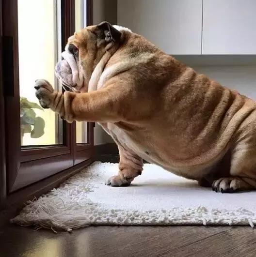 本山大叔赵本山,本山大叔和一猫一狗