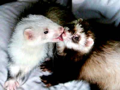 萌萌哒宠物貂,宠物貂怎么养好看又便宜