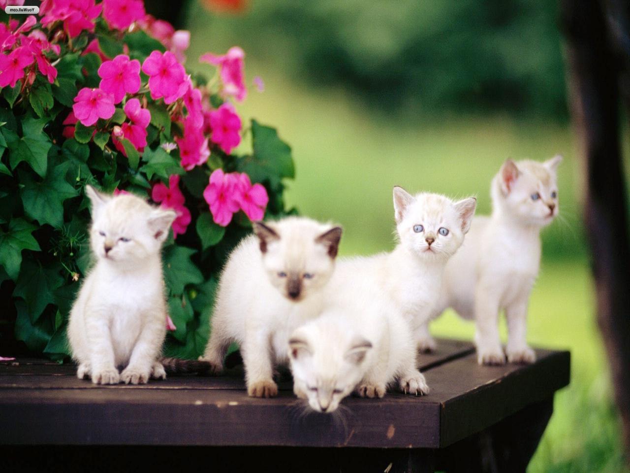 哺乳期小猫咪吃什么奶,哺乳期的猫咪发情怎么办