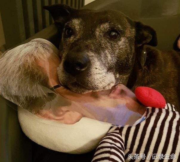 主人离开后狗狗情绪低落,主人出差狗狗大哭