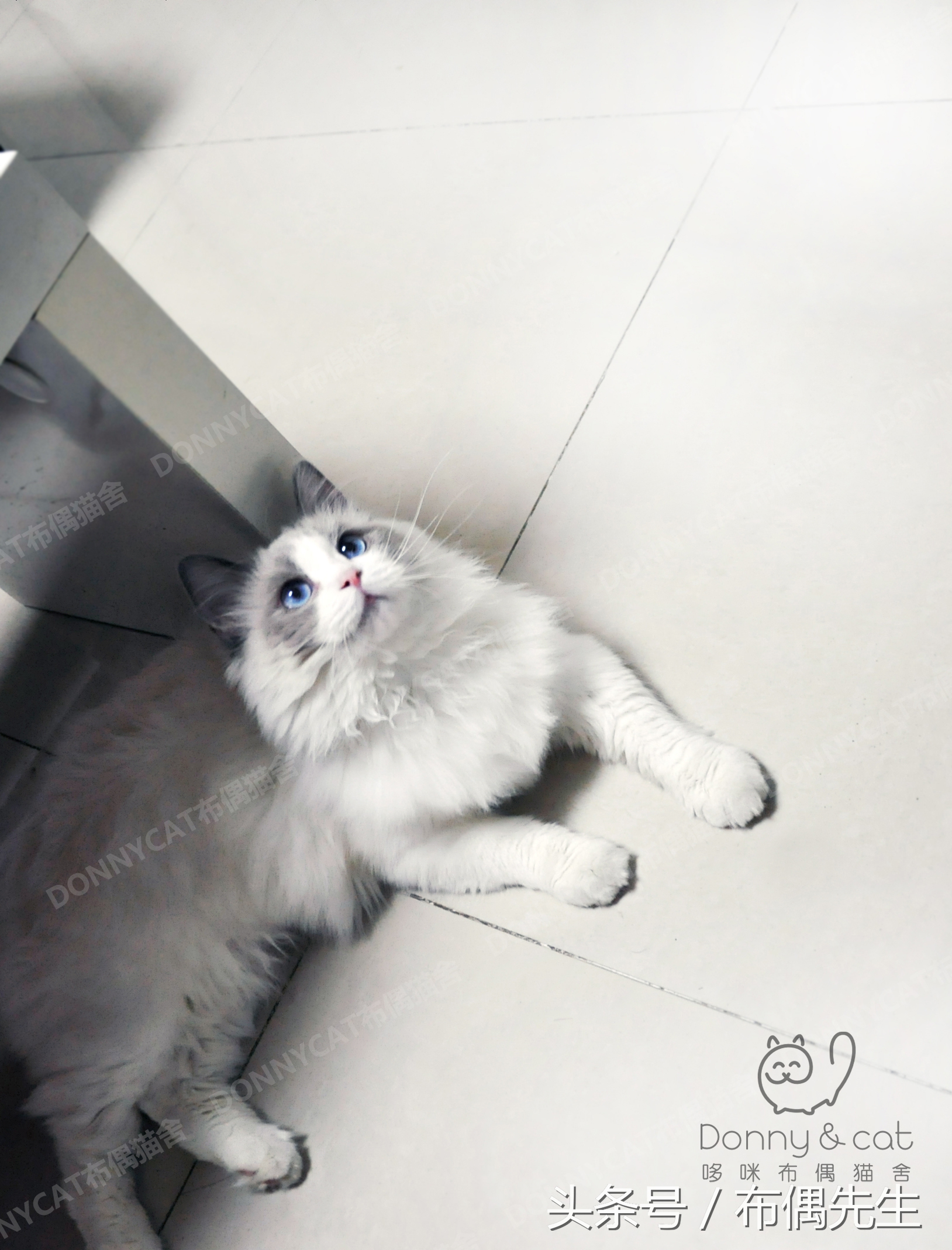 布偶猫低价处理,真正的布偶猫多少钱