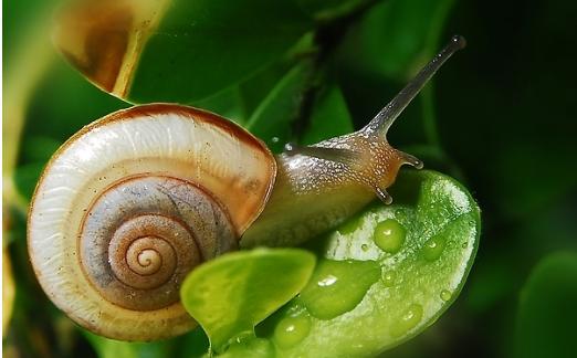 农村治虫最好方法,古老的驱虫方法