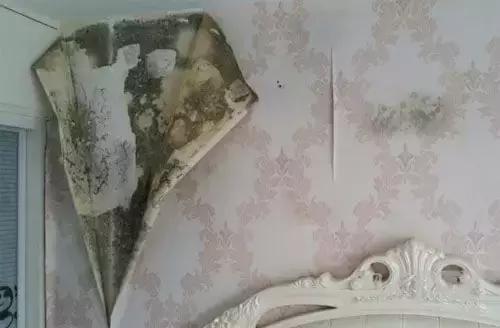 深圳“苗柏”后，如何挽救打湿受潮、浸泡发霉的家具？看这里