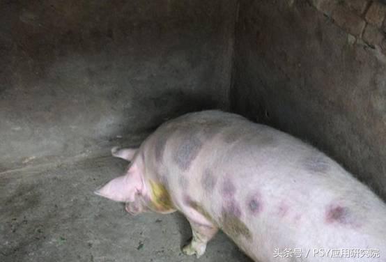 猪丹毒圆环湿疹哪个会传染,成片红疹是湿疹还是热疹