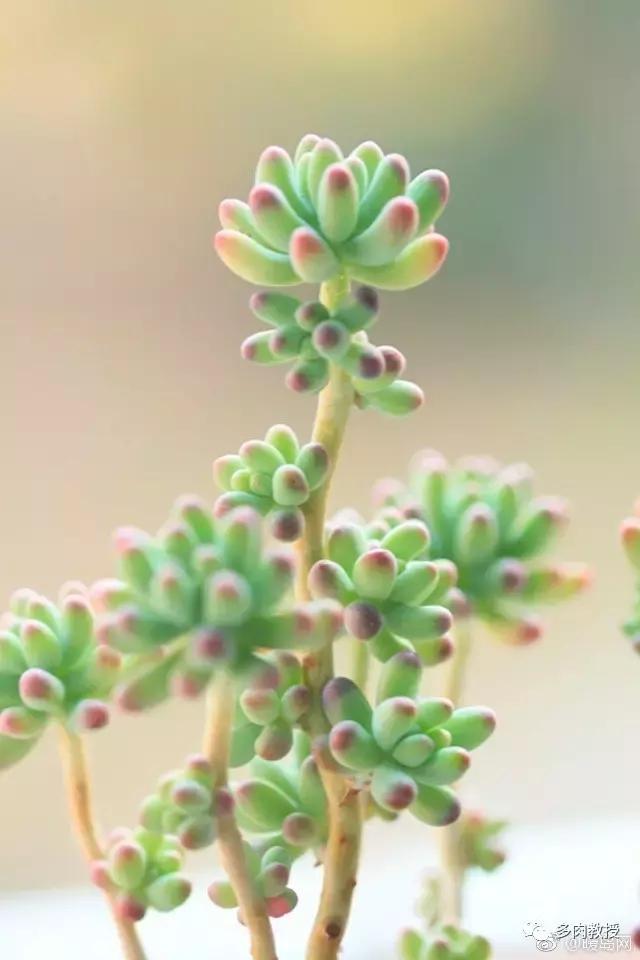 多肉的奇特之处,养的多肉长了蘑菇