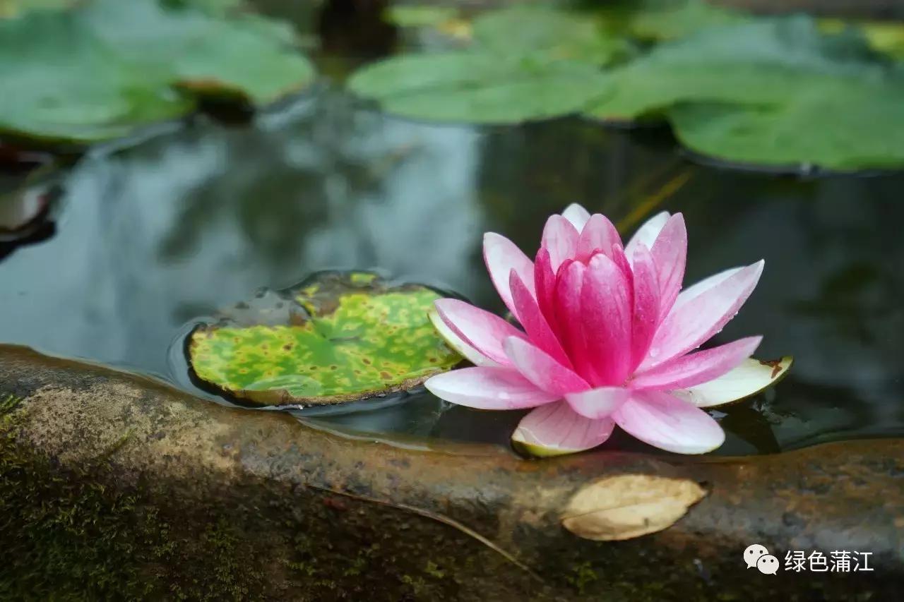 制陶、染布、品美食，6月24—25日，来成都仁和春天感受明月村的诗意生活