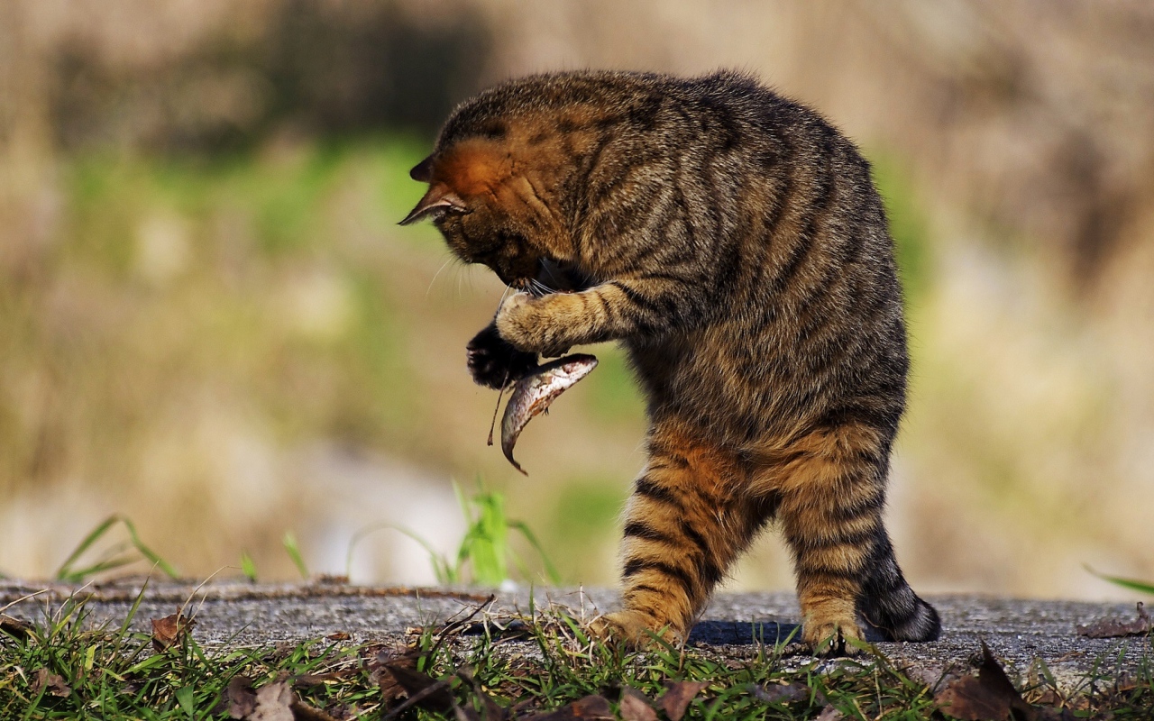 哺乳期小猫咪吃什么奶,哺乳期的猫咪发情怎么办
