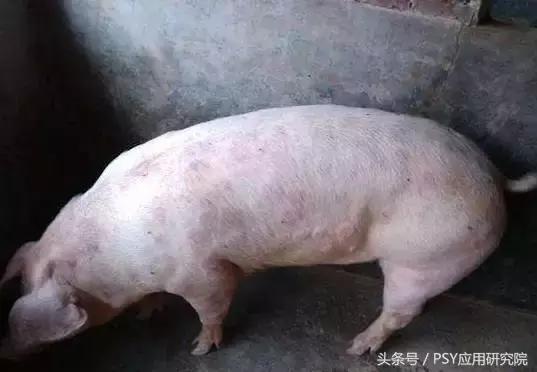 猪丹毒圆环湿疹哪个会传染,成片红疹是湿疹还是热疹