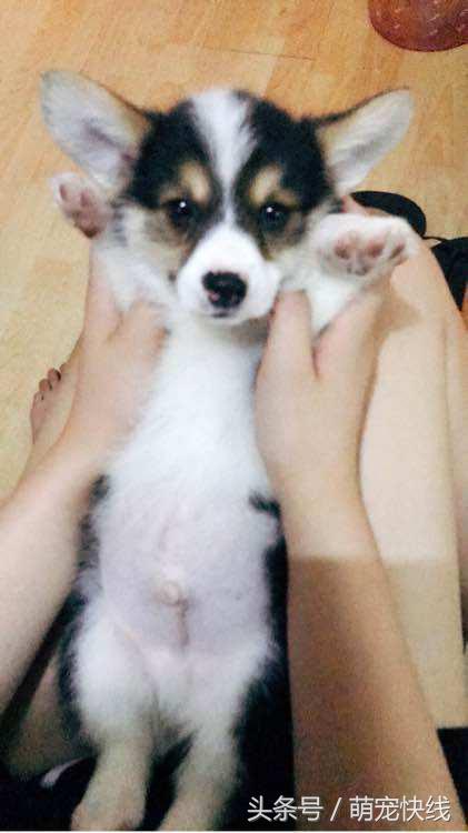 第一次买柯基怎么避坑,五千以上柯基