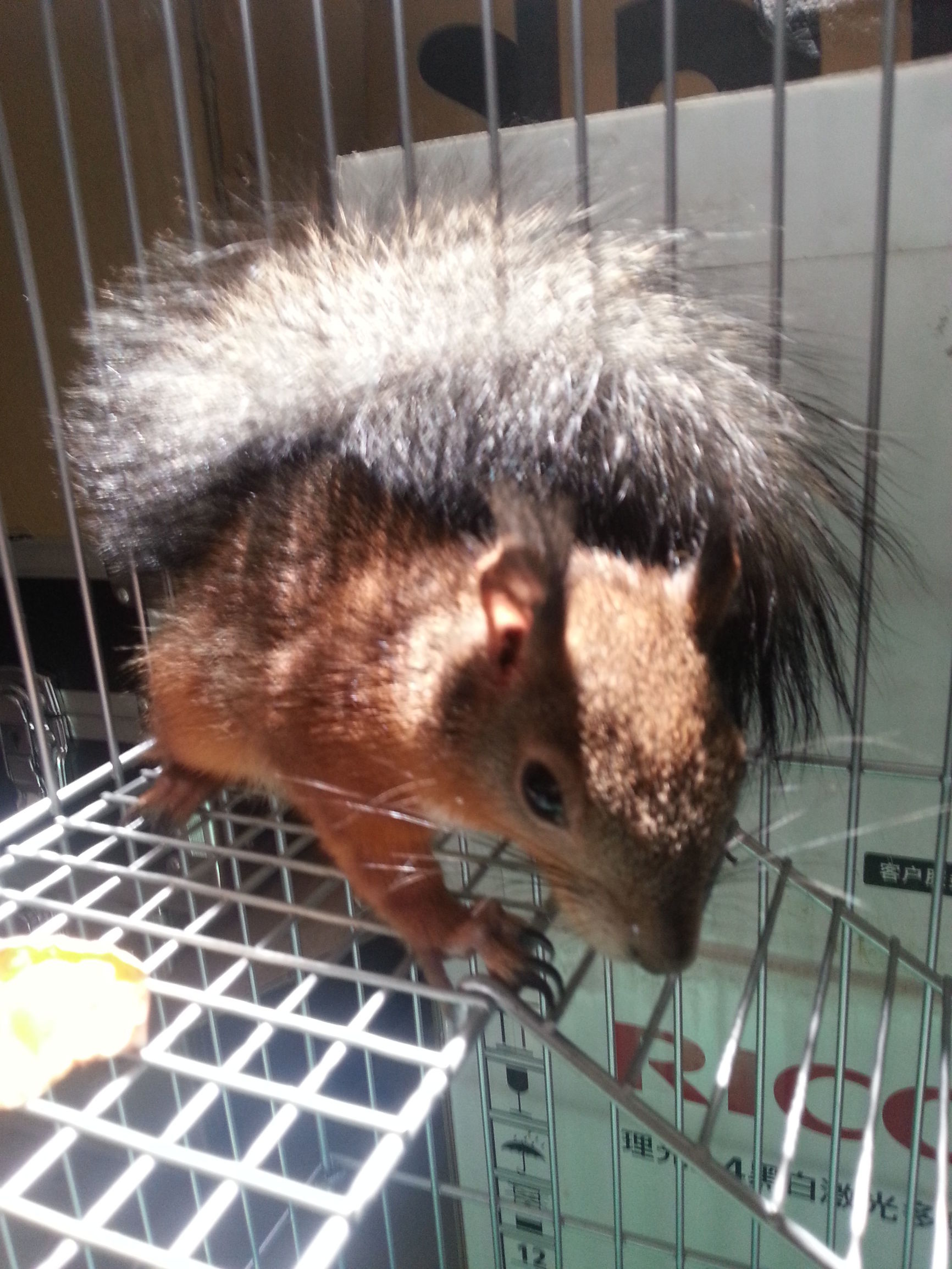 大魔王松鼠怎么驯服,松鼠魔王怎么饲养