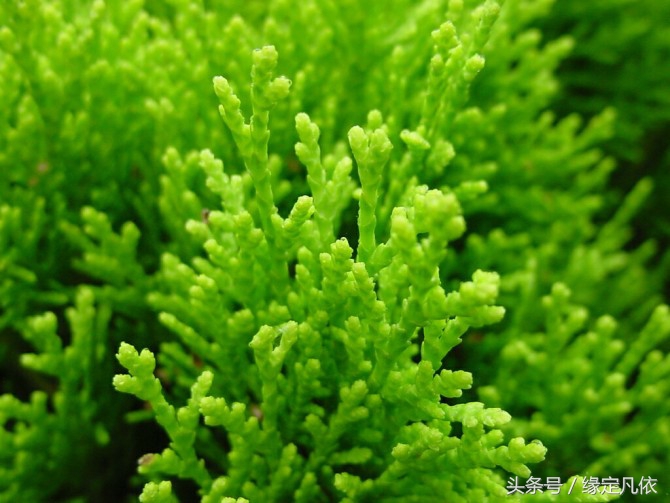 胎停育备孕心酸,胎停妈妈痛苦