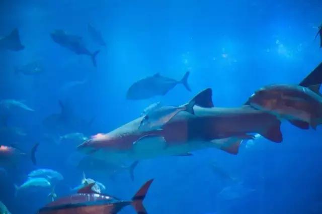 纸醉金迷的启航之路——迪拜（下）