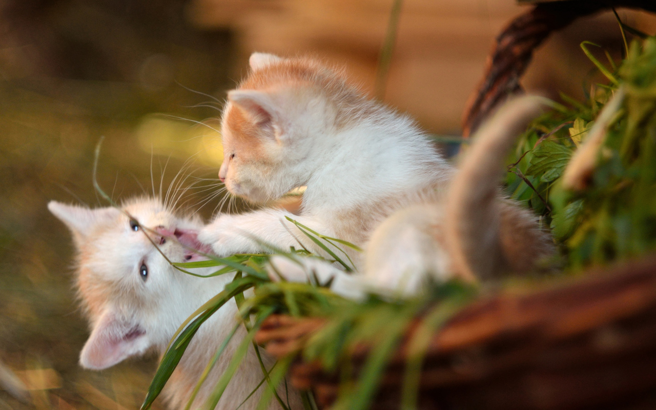 哺乳期小猫咪吃什么奶,哺乳期的猫咪发情怎么办