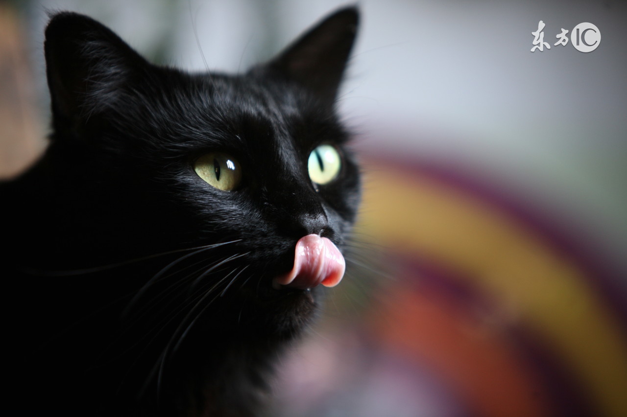 猫咪生病不吃东西了该怎么办,猫咪没有生病就是不吃东西怎么办