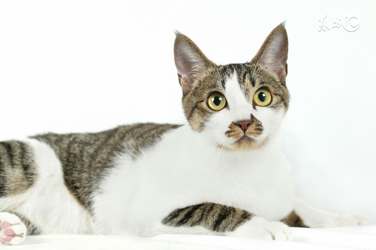 猫咪生病不吃东西了该怎么办,猫咪没有生病就是不吃东西怎么办